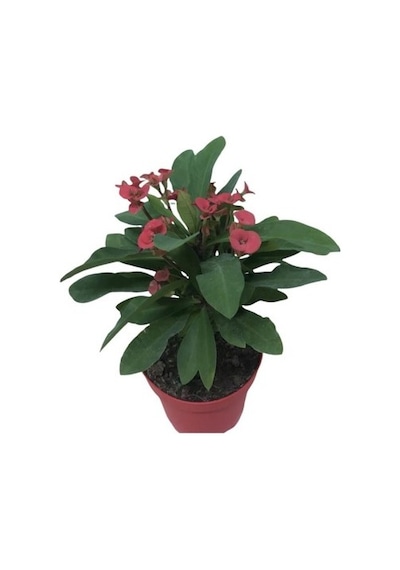 3' Lü Dikenler Tacı Çiçeği Euphorbia Milli Dikenler Tacı 10-20 Cm