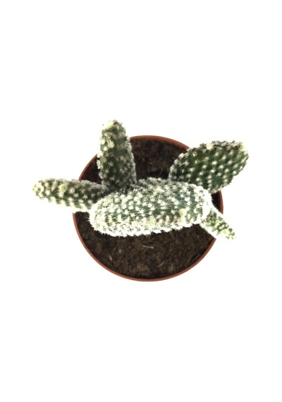 Opuntia Microdasys 'Albata' (Kaktüs) Ø8,5 CM Y10-15 CM
