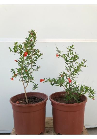 Süs Narı Fidanı Saksılı 5,5 Litre Ev , Ofis Için Bonsai Cüce Süs Nar Fidanı