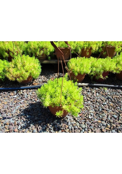 Sarı Sedum 3 Adet - Askılı Dekoratif Saksıda -