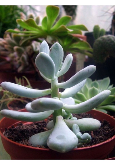 Pachyphytum Glutinicaule Sukulent Bitki