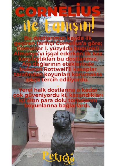 Petjoo 20.Cornelius Sarı-Kırmızı Qr'lı Köpek Künyesi