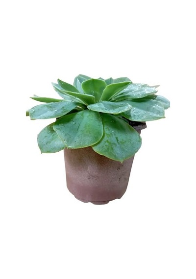 Büyük Boy Echeveria Pulidonis Sukulent