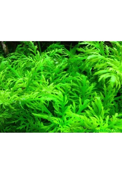.hygrophila Difformis Çınar 10 Kök