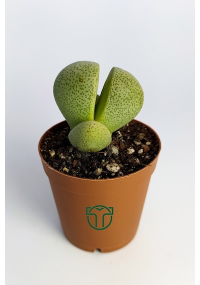 Pleiospilos Nelii Özel Tür Kaktus Çiçek Açan Kaktüs 5.5 Cm