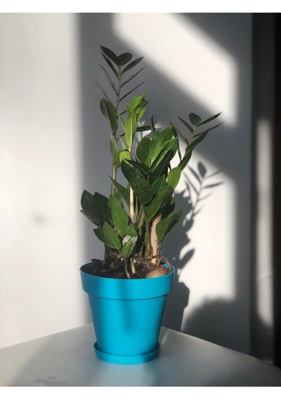 Zamia - Zamioculcas - Zeze Çiçeği