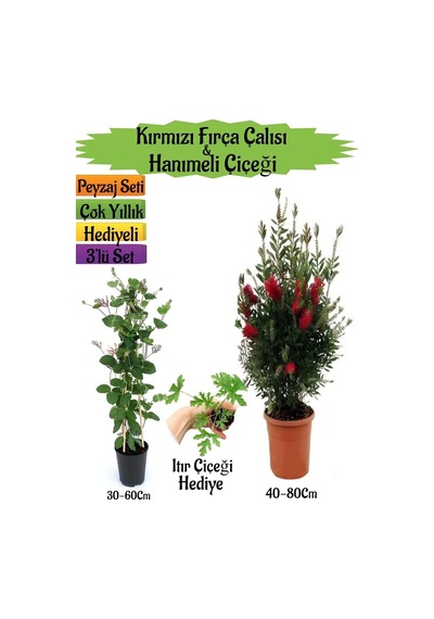 Kırmızı Fırça Çalısı+kokulu Hanıme Çiçeği+ıtır Çiçeği Peyzaj Seti