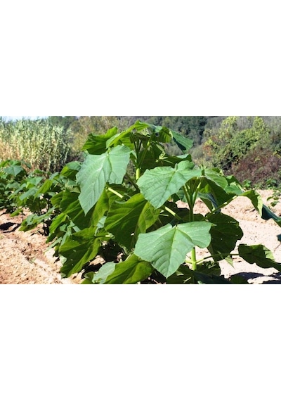 PAVLONYA AĞACI FİDANI - Paulownia Tementosa 30-50 cm