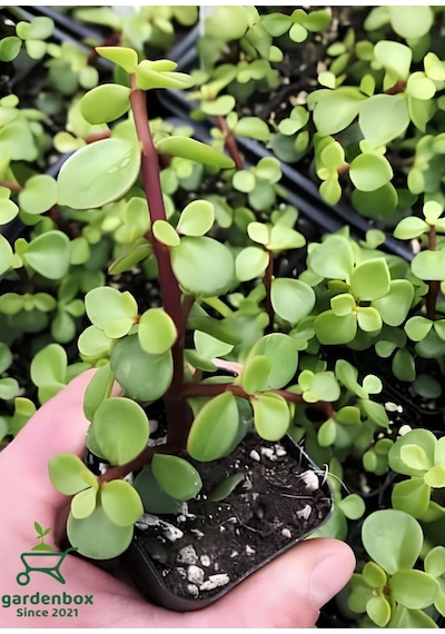 Yeşim Para Çiçeği 1 Adet Dekoratif Canlı Bitki 10-15cm