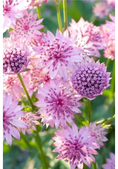 Güzellik Yıldız-astrantia Çiçek Tohumu 10 15 Adet