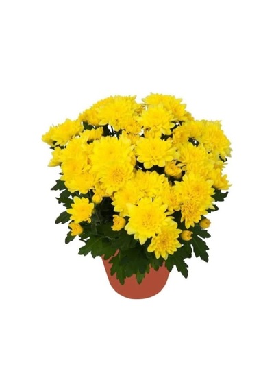 Saksıda Kasımpatı Çiçeği Chrysanthemum Sarı 10-20 Cm