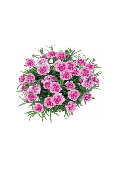 Kokulu Pembe Renk Ebruli Karanfil Çiçeği 1 Adet Saksılı Bodur Tür 15-25cm