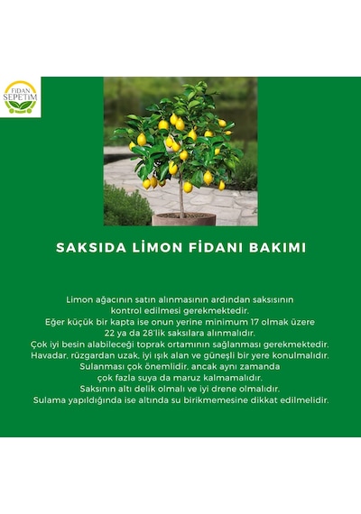 Dekoratif Saksılı Tijli Limon Fidanı