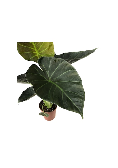 Alocasia 'Regal Shield' (Fil Kulağı) Ø14 CM Y40-45 CM