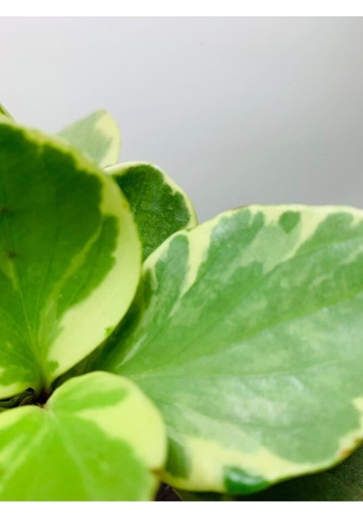 Peperomia Obtusifolia Alacalı Peperomia Ithal Özel Tür