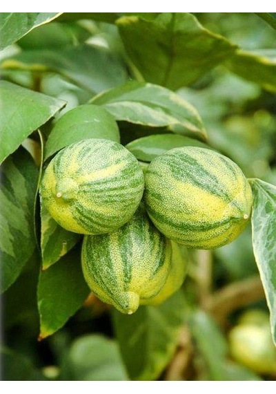 2 Yaş Tüplü Özel Bir Tür Alaca Limon Boy 80-100 Cm