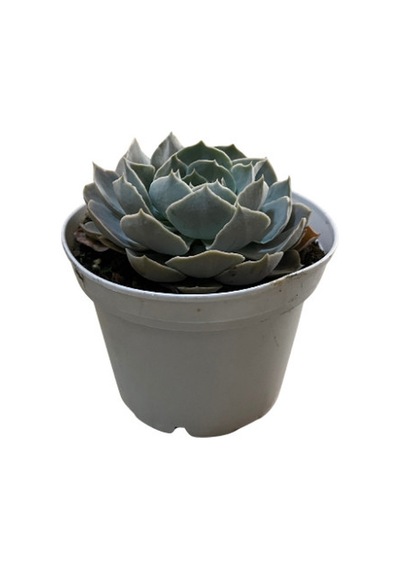 Echeveria 'Canadian' (Sukulent) Ø12 CM Y15-20 CM