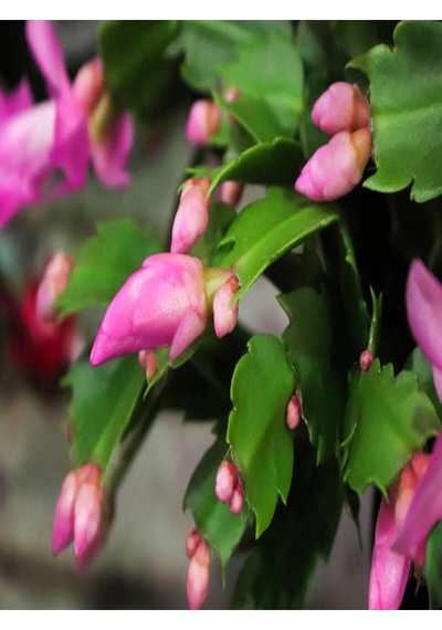 Çok Avantajlı Schlumbergera 'pink' - Kaktüs Pembe Yılbaşı Çiçeği Yıllık Bitki Iç Mekan Bitkisi