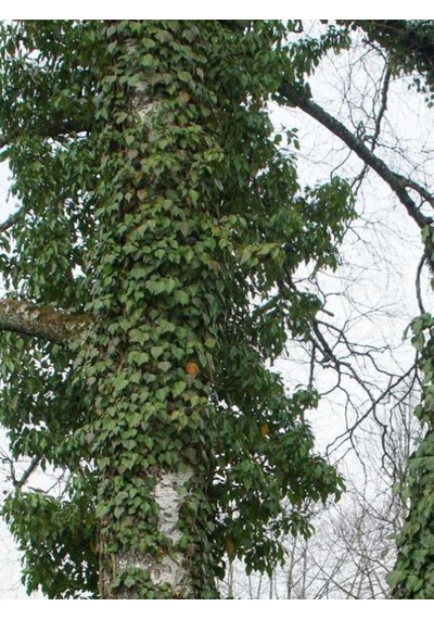 Canlı Orman Sarmaşığı Hedera Helix Formlu Ve 40-60 Cm