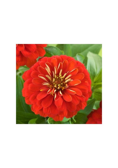 Büyük Geniş Çiçekli Zinnia Tohumu - Kırmızı 5 Tohum