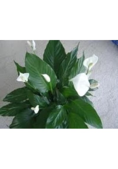 Spathıphyllum Barış Yelken Çiçeği Çiçeği Tohumu 10 Tohum