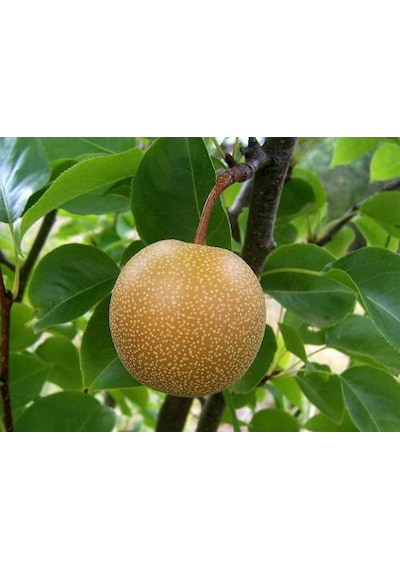 Naşi - Japon Armut Fidanı Aşılı - 2 Yaş Tüplü \ 80-100 Cm