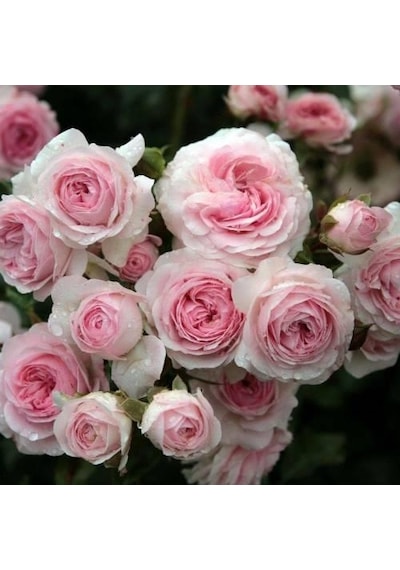 Yediveren Pembe Beyaz Sarmaşık Gül Fidanı 5 Adet 15-25 4585