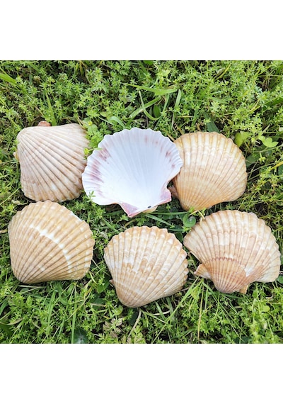 Tahtakale Toptancı Pecten Pair Of Flatt Yellow Kiloluk Deniz Kabuğu 1 Kg