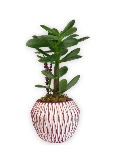 Sukulent Crassula Ovata | Pembe Çizgili Saksıda