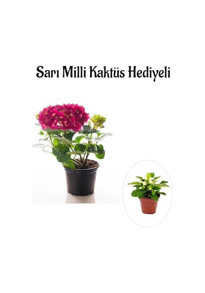 Kadınlar Gününe Özel Fuşya Renk Ortanca Çiçeği Sarı Milli Kaktüs Hediyeli
