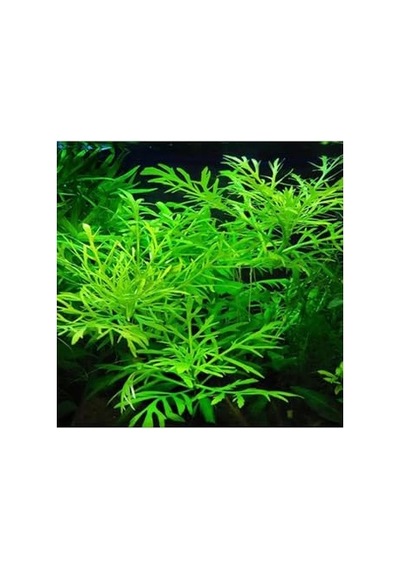 Hygrophila Difformis 4-6 Kök Canlı Bitki Standart