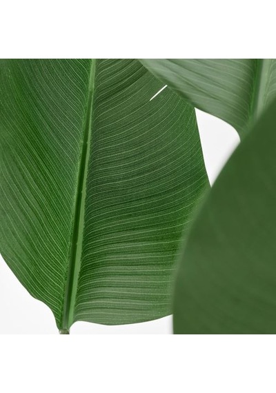 Ikea Fejka Yapay Bitki, Yeşil, 23 Cm, İç/dış Mekan Cennet Kuşu