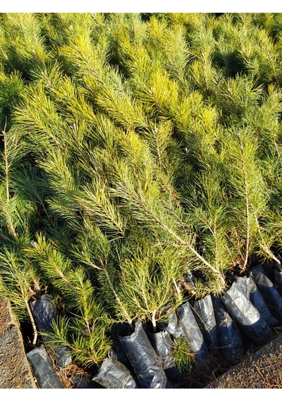 60-80 Cm Karaçam Fidanı - Peyzajınıza Estetik Bir Dokunuş