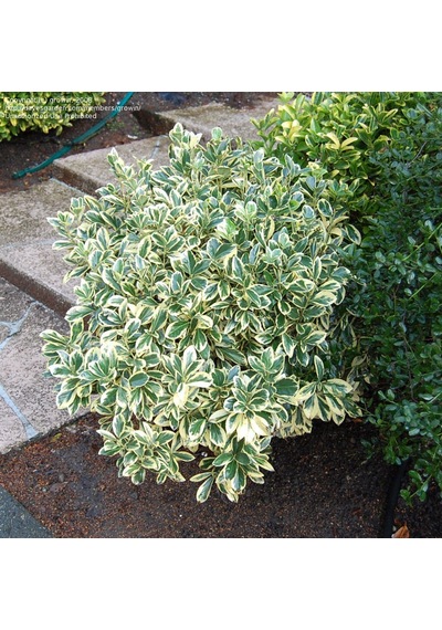 Alaca Taflan Fidanı 30-50 Cm Euonymus Japonica Variegata Da