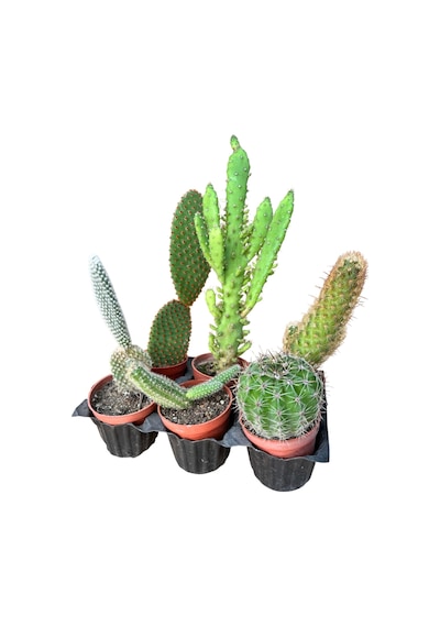 Kaktüs & Sukulent 6'lı Karışık Set