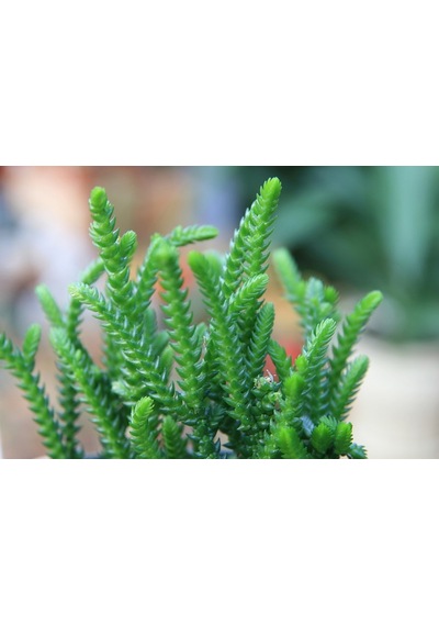 PRENSES ÇAMI CRASSULA MUSCOSA 135 ADET