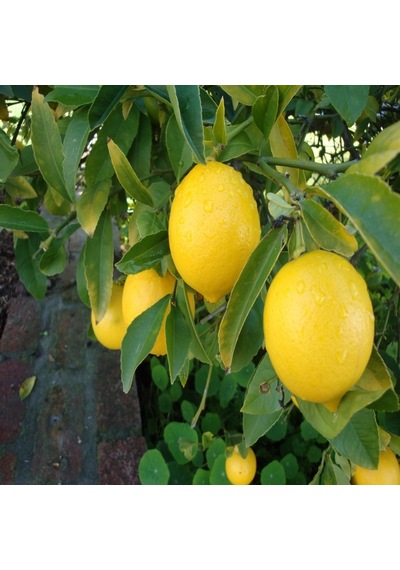 Tüplü Soğuk Iklimde Yetişebilen Mayer Limon Fidanı