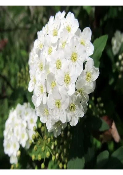 3'lü Beyaz Renk Ispirya Çiçeği Fidanı 30-60 Cm Tüplü Çiçekli Bodur Bitkiler Spiraea