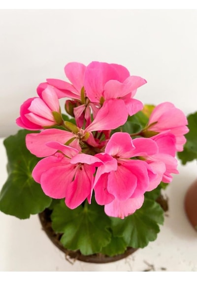 Sardunya Pembe Sarkan Sardunya Pembe Saksılı 10-20 Cm