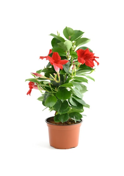 Dekoratif Kırmızı Mandevilla 30 60 Cm Sandavilla Çiçekli Sarmaşık, Bahçe Ve Teras Bitkisi