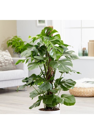Deve Tabanı Monstera 2 Adet -  Ev Ofis Bitkisi 5125