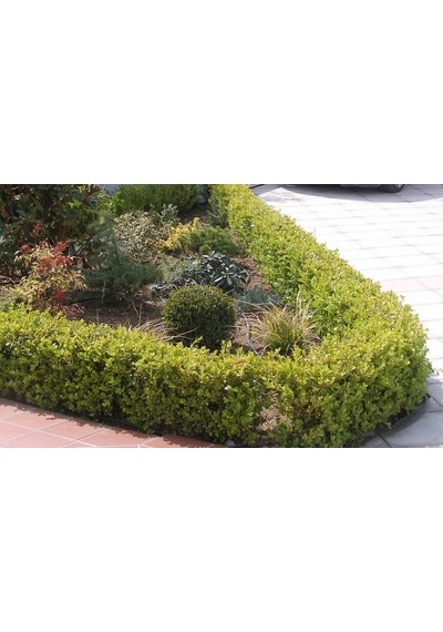Pitos Porum Fidanı 25-30 Cm Tobira Nana