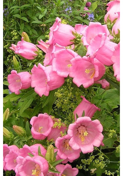 Dashing Look Pembe Renkli Çan Çiçeği / 20 Adet Çiçek Tohumu Th-thmcmthm325