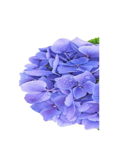 Ithal Mavi Tivoli Ortanca Çiçeği Fidanı 25-45 Cm Saksılı Çiçekli Bodur Blue Hydreangea