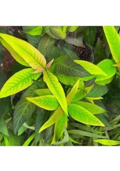 Nomaphila Siamensis Compact Saksı Canlı Bitki