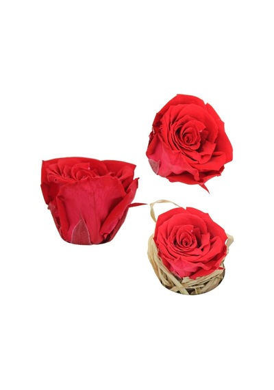 Şoklanmış Solmayan Gül. 5 CM - Kırmızı