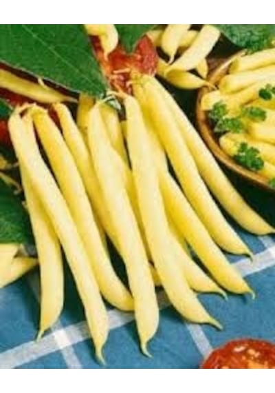 100 Adet Tohum Organik Hobi Bahçe Nadir Sarı Hanımeli Fasulye Fas