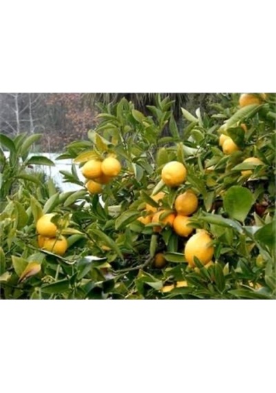 Saksılı Tam Bodur Limon Ağacı