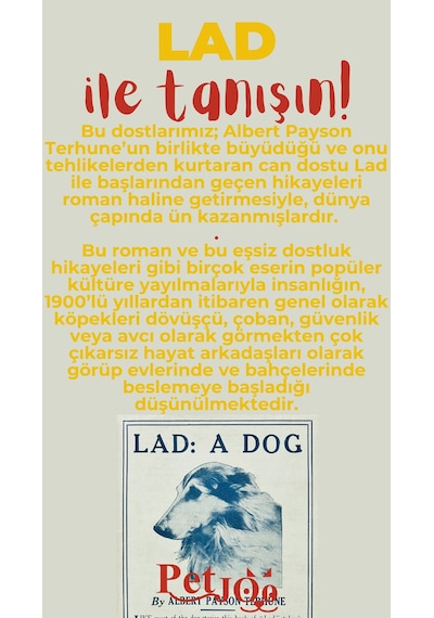 Petjoo 23.Lad Kırmızı-Sarı Qr'lı Köpek Künyesi