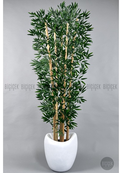 Zen Bambu Ağacı 240 Cm Beyaz Bone Saksıda